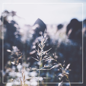 草莓视频下载地址
