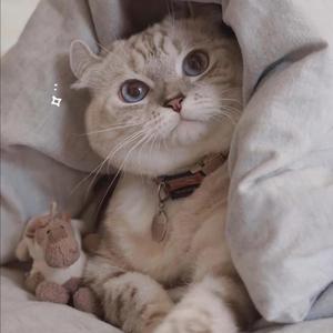 草莓视频下载地址
